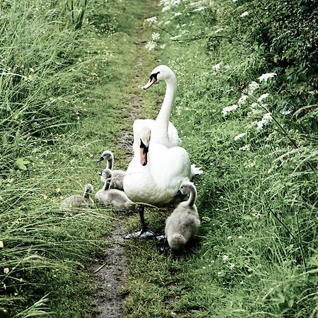 Duck Terrace With Gym Duckling Stays Kibworth Harcourt Esterno foto