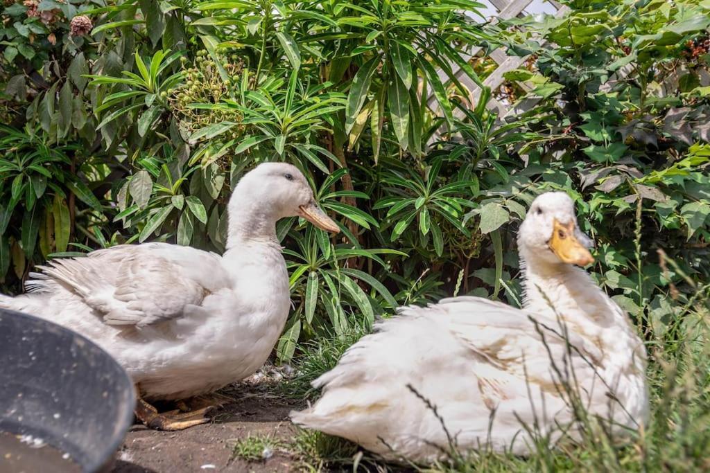 Duck Terrace With Gym Duckling Stays Kibworth Harcourt Esterno foto