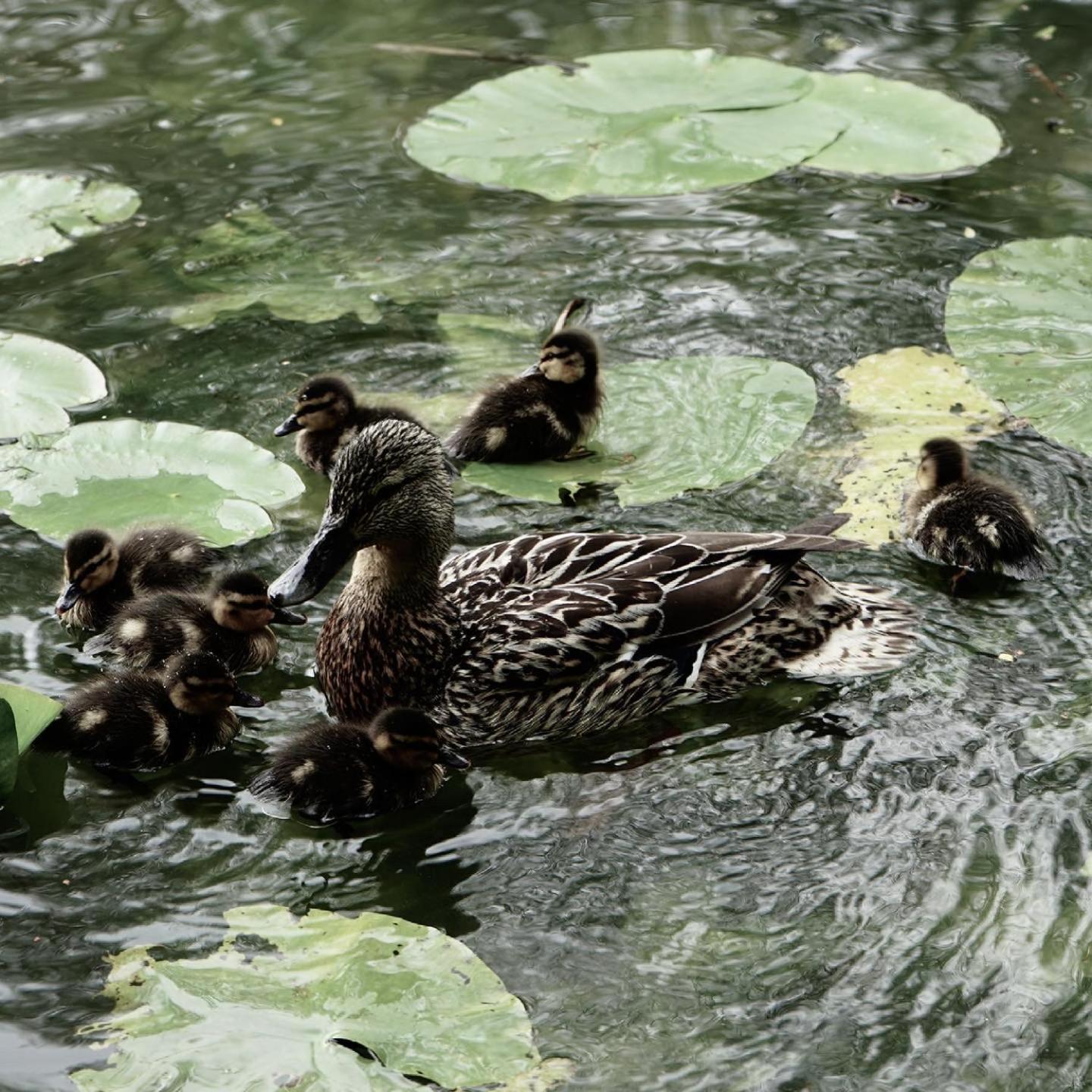 Duck Terrace With Gym Duckling Stays Kibworth Harcourt Esterno foto